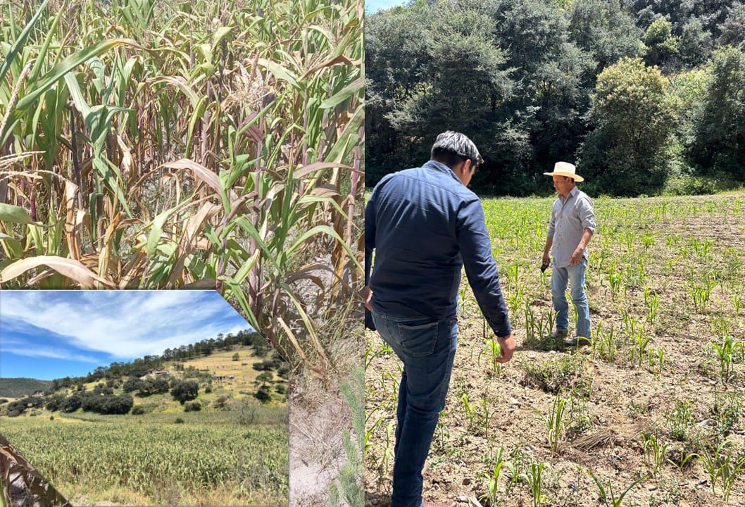Cierre del ciclo agrícola deja afectaciones en cultivos de temporal en Tulancingo