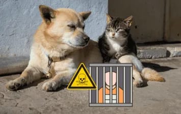 Congreso de Veracruz endurece penas por envenenamiento animal