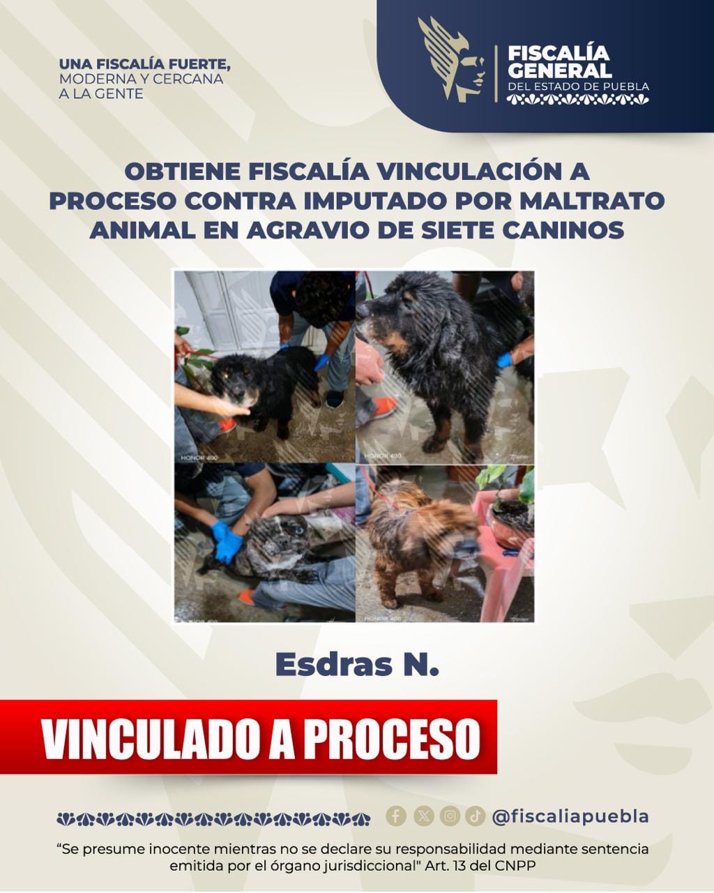 Obtiene Fiscalía vinculación a proceso contra imputado por maltrato animal en agravio de siete caninos